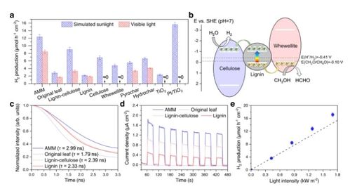 將枯葉轉(zhuǎn)化為活性多功能材料 蒸發(fā)器、光催化劑和生物塑料的創(chuàng)新應(yīng)用